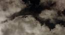 Red-Kite-_-Dark-Clouds-wpf.jpg