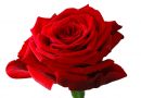 Red_Rose1.jpg