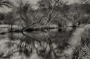 Reflections13.jpg
