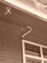 Spider.jpg