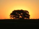 Sunset_Behind_the_Tree.JPG