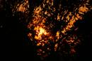 Sunset_in_trees_003.jpg