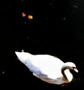 SwanWithLeaf_-_Copy.jpg
