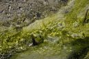 /gallery/data/508/thumbs/Treading_Dangerously_near_Geyser_Pool_DSC2213_web_700.jpg
