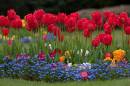 Tulips_edited-1.jpg
