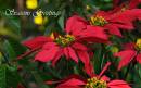 Xmas_Card_Red_Flowers.jpg