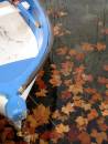banyoles_lakeleaves2.jpg