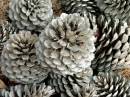 cones_1-_13-12-06.JPG