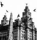 liver-pigeons.jpg