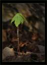 seedwebcopy.jpg