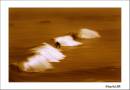 1D_077-_ss.jpg