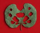 20090203_02806_leaf_02.jpg