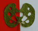 20090203_02810_leaf_01.jpg