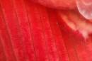 20090728_06186_onions_01.jpg