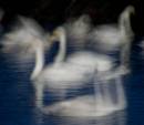 20101115_17930_martinmere_13.jpg