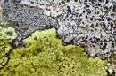 6BK1398_geographic_lichen.jpg