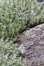6BK1411_hairy_moss.jpg