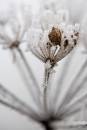 6BK1670_winter_crystals.jpg
