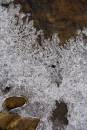 6BK1686_ice_flowers.jpg