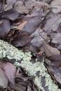 6BK1778_leaves_and_lichen.jpg