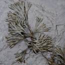 6BK1798-2_bladderack_fan.jpg