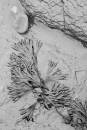 6BK1798_b_w_bladderack.jpg