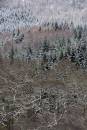 6BK2320_tree_textures_glencoe.jpg