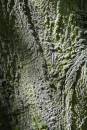 6BK3507_elephant_skin.jpg