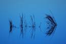 Blue-reflect-web.jpg