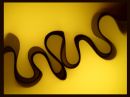 C_squiggly.jpg