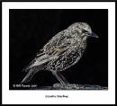 Creative_Digital_-_Starling.jpg