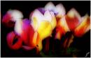 Cyclamen2.jpg