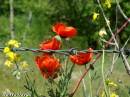 DSC0061712.jpg