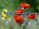 DSC0061712a.jpg