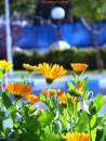 DSC03531a.jpg