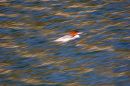 DSC07420-s.jpg