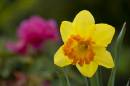 DaffodilBokeh.jpg