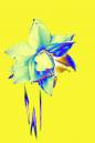 Daffs.jpg