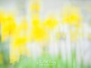 Early_Sunrise_Coreopsis_Sm_Cr.jpg