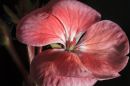 Flower29.jpg