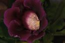 Gloxinia.jpg