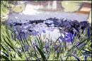 Lily_Pond.jpg