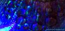 MG_8321watermarked_800small.jpg