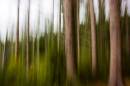 Painted_trees_png.jpg
