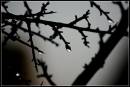 Raindrops2.jpg