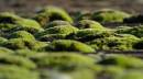 Resized_Next_doors_roof_moss.jpg