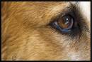 Sheps-Eye.jpg