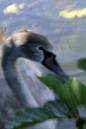 Swan19.jpg