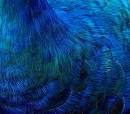 abstract_peacock_resize2_copy.jpg
