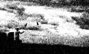 birdstorm_copy.jpg